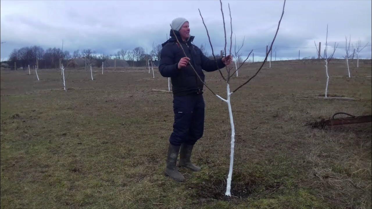 Как правильно обрезать грецкий орех. Обрезка грецкого ореха. Обрезка грецкого ореха весной. Подрезка грецкого ореха. Фундук обрезка и формировка.