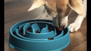 Why Do Dogs Throw Up After Eating? Learn Why and How to Prevent It!