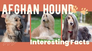 All About Afghan Hound Dogs: Elegant, Energetic, and Endearing Pets'