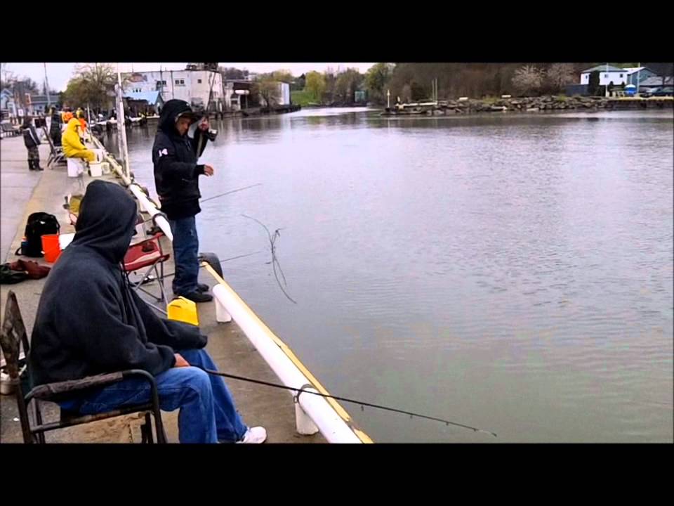 Episode 3 Dover Perch Derby YouTube