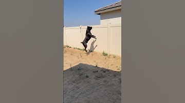 We have new neighbors and they have 2 dogs 🥴 #raisingbane #canecorso #guarddog