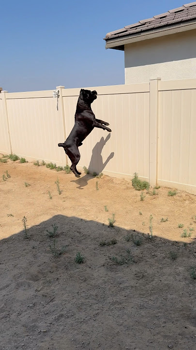 We have new neighbors and they have 2 dogs 🥴 #raisingbane #canecorso #guarddog