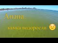 Анапа. На море водоросли. 5.08.20г.