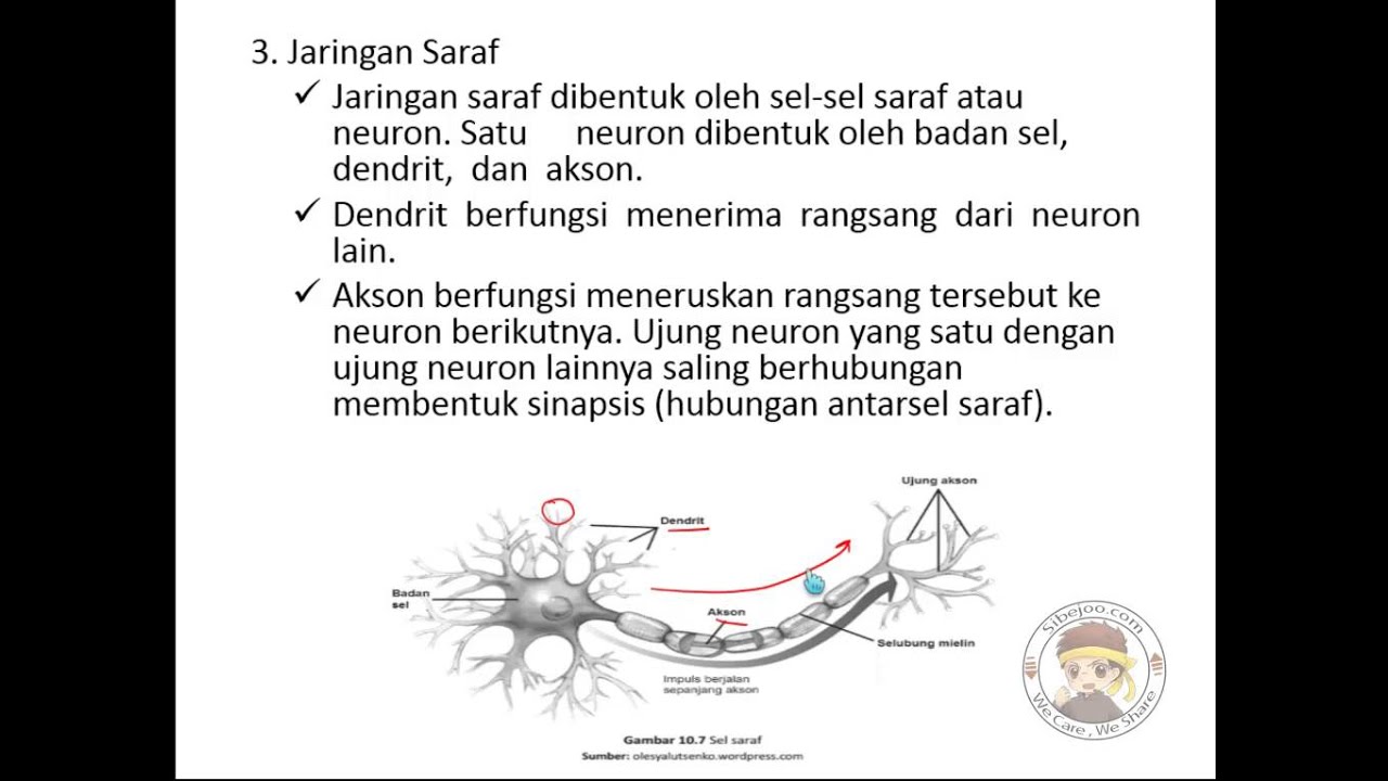  Jaringan  Tumbuhan  dan Hewan  Part 1 Jaringan  Hewan  YouTube