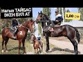 КАЙТБАС АТТЫН АТЫ  болду 😱 УКМУШ КҮЛҮК БОЮ 1,80 см Гигант 🐎ТАЗА БУДЕН УЛАКТЫН АТЫ