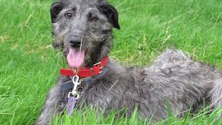 Flora - Deerhound - 4 Week Residential Dog Training at Adolescent Dogs