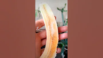 خطوات بسيطة لزراعة الموز 