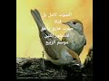 صوت لصيد عصفور التين