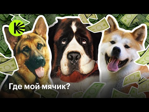 Видео: Собаки в кино: как это устроено
