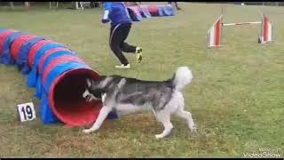 Husky Agility, 🐺🐺🐺🐺competition à Théméricourt,encore 2 podiums