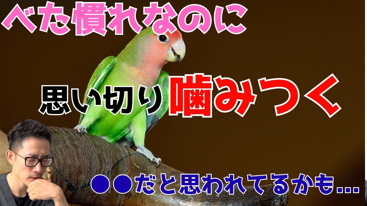 【質問コーナー】セキセイインコの両目が白くなったり黒くなったりする原因は？ご飯の量が同じなのに体重の増減が大きいのはなぜ？ 手に物を持つと血が出るほど噛みます。。。などにお答えしました！