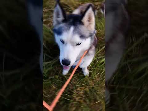 Догтрекинг с хаски🐾👣🦮