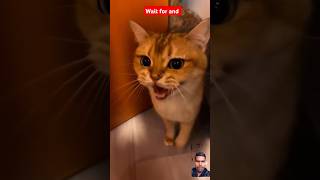 Cats funny moments viral shots
