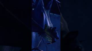 Bats Echolocation Experts