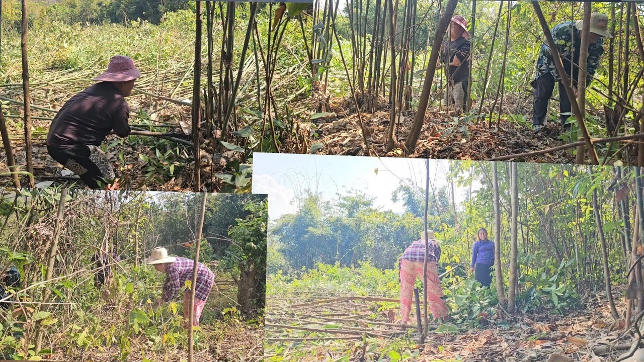 Noj peb caug tag yuav rov qab mus luaj teb dau os cas nim kho kho siab ua luaj li os lawv awm 