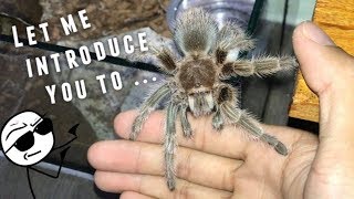 MEET MY ROSE HAIR TARANTULA !!! ~ Would you get one?