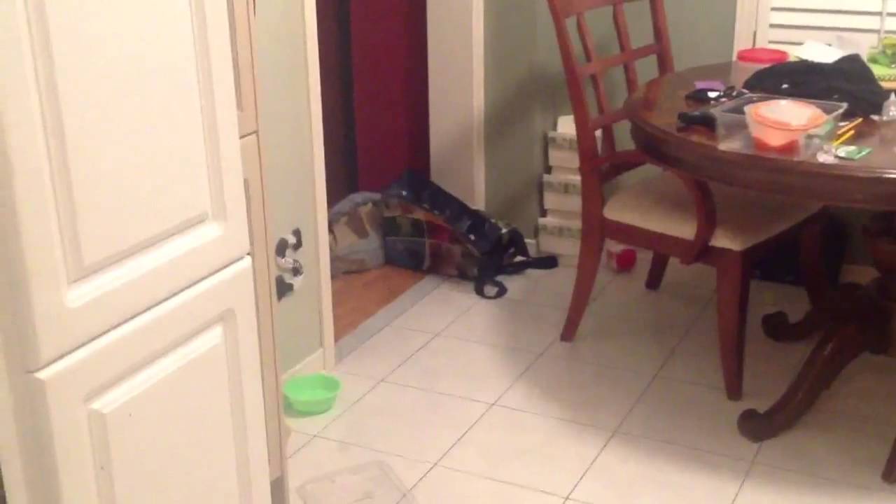 Cats gets scared by air horn YouTube Cats gets scared by air horn YouTube