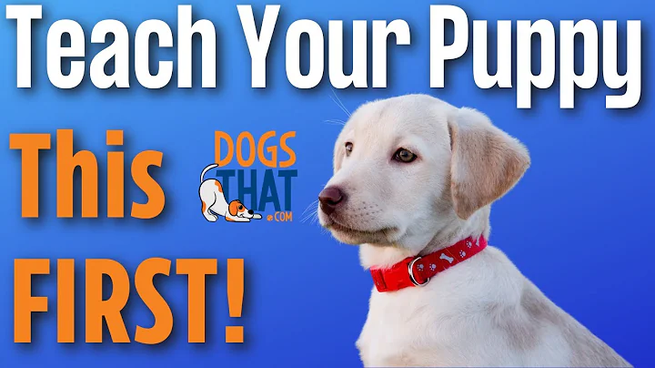 Puppy's First Training with Susan Garrett: Shaping...