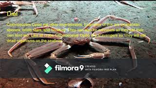 Chionoecetes Opilio Facts