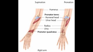 Anatomy of the Pronator Teres and Pronator Quadratus Muscle ; Origin, Insertion, Blood supply, Nerve