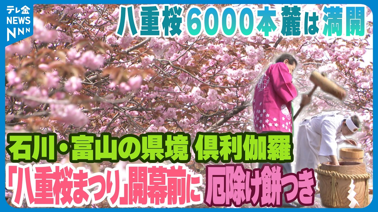 石川・富山の県境 倶利伽羅で｢八重桜まつり｣】開幕前に厄除け餅つき