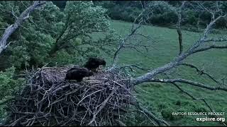Decorah North 6-3-24 Hopping, flapping grabbing with talons, getting stronger