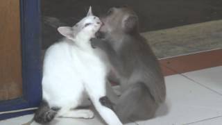 MONKEY KISSING A CAT, ★★★★★, FUNNY MONKEY, FUNNY CATS, FUNNY ANIMALS, ★ ORIGINAL VIDEO ★ by Funny Cats Vines 92 views 8 years ago 27 seconds