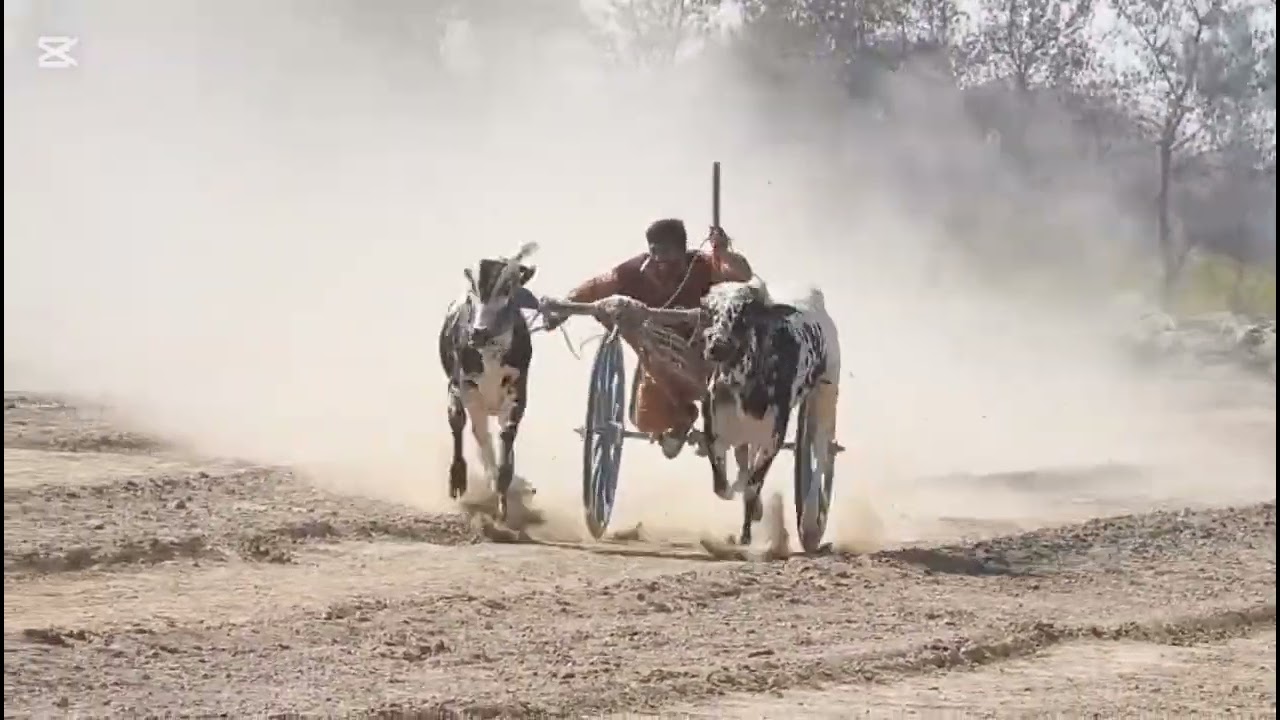 11/02/2026کچھ یونین کونسل بیل گاڑی ریس گراؤنڈ 151 کیروں  والاراؤنڈ مکمل ریس 