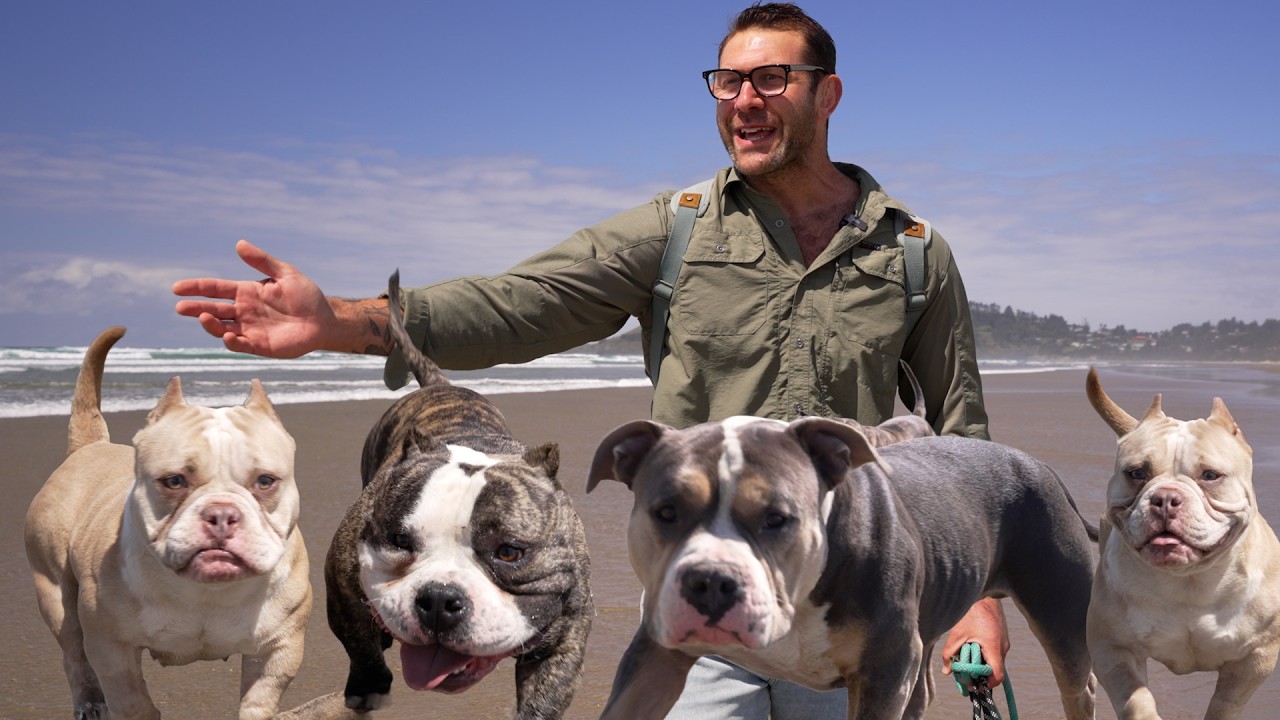 We took five rescued American bullies down to the beach