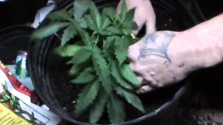 Skunk House Genetics