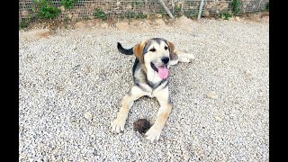 The puppies are ready for adoption 😍 Beautiful lovely puppies are looking for a home 🏡