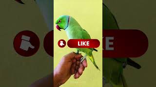 Smart Mitthu ka talent dekho 🧠