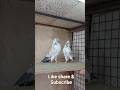 Beautiful Highflyer pigeon pair 🔥🕊 #pigeon #kabootar #pigeonlover #highflyer #kabutar #kabutarbazi