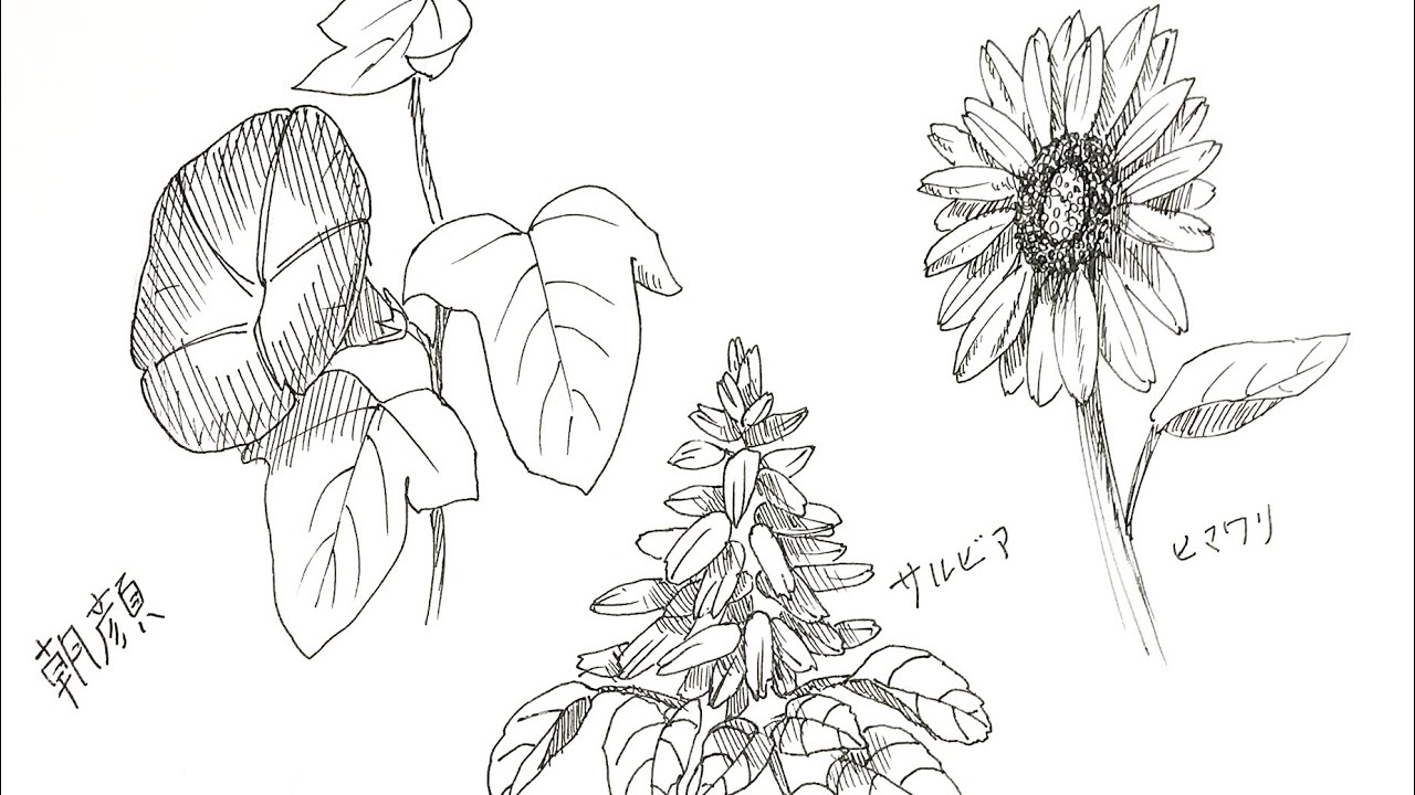 How To Draw A Pen Drawing Of A Summer Plant In Three Minutes Morning Glories Sunflowers Salvia Youtube