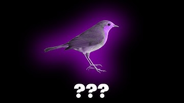 15 Bird Singing Sound Variations in 40 Seconds I Ayieeeks Animations