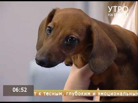 Все тонкости содержания таксы