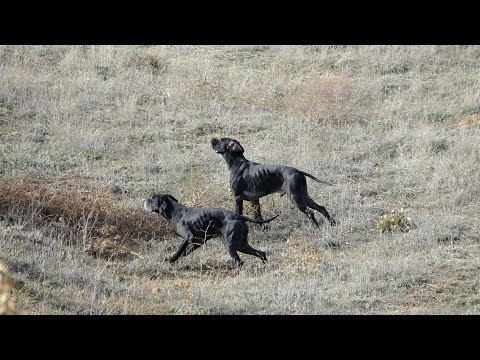 KEKLİK AVLARI-     Dual Pointer  (Mehmet ARI)