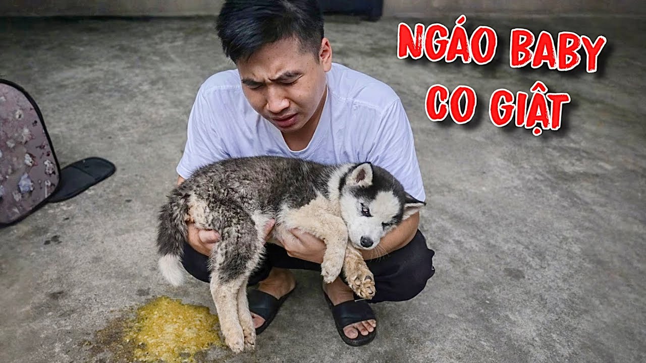Căng Rồi | Chó Ngáo Husky Baby Lên Cơn Co Giật Tỉ Lệ Sống Sót Còn 1 % | Toàn Ngơ
