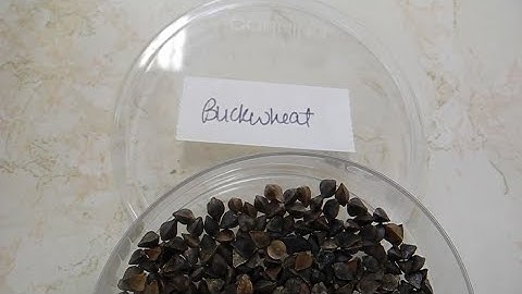 New Pest Management Practices for the Control of Wireworm