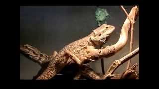 Male and Female Bearded Dragon Body Language