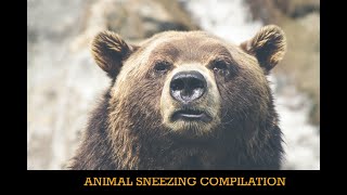 FUNNY ANIMAL SNEEZING COMPILATION  Funny and cute animal video: funny pets sneezing