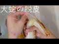 巨大なニシキヘビの脱皮を手伝おうとしたら大変なことに・・・