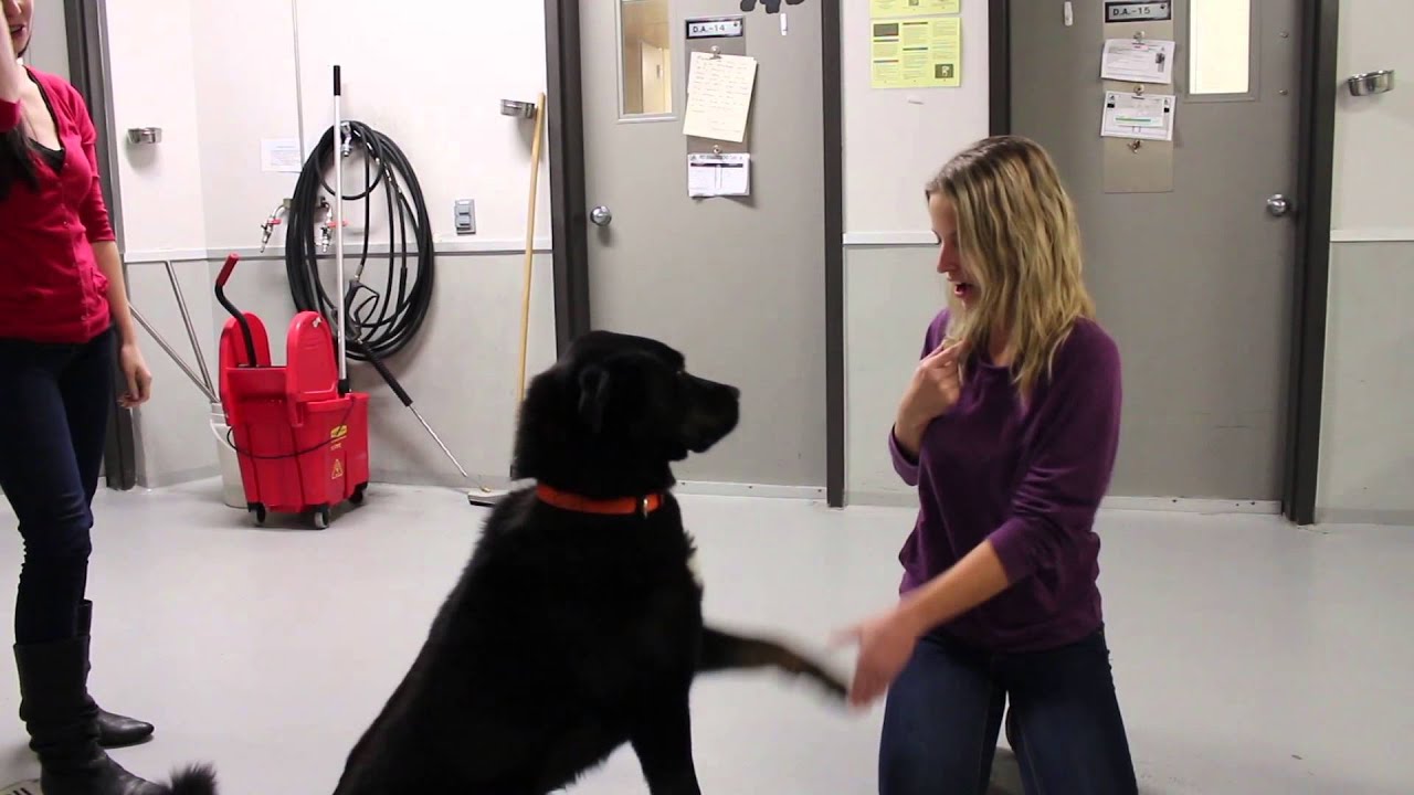 Promotional Video Winnipeg Humane Society YouTube promotional-video-winnipeg-humane-society-youtube
