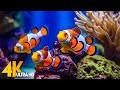 Aquarium 4K VIDEO (ULTRA HD) 🐠 Beautiful Coral Reef Fish - Relaxing Sleep Meditation Music #41