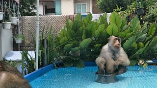 Jk Shaki In The Pools