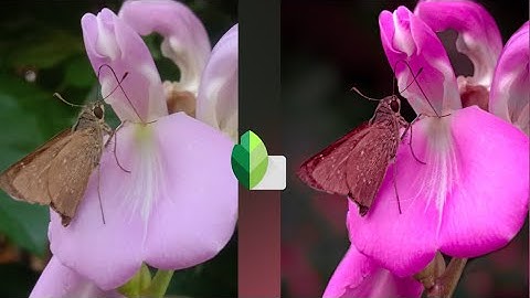Flower Mobile Editing Tutorial | Lightroom Color Grading | lens Distortion  New photo editing