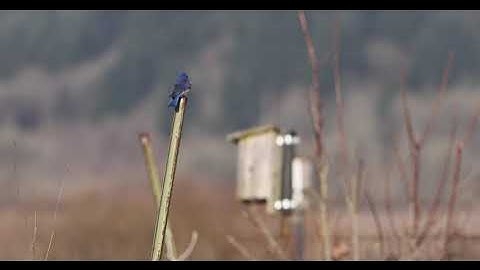 Western Bluebird fighting Tree Swallow in 4k/120 #1