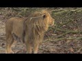 Introductie van twee leeuwenmannen | Burgers' Zoo Natuurlijk | Arnhem