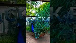 Peacock Open Train Feathers #youtubeshorts #viral #birds