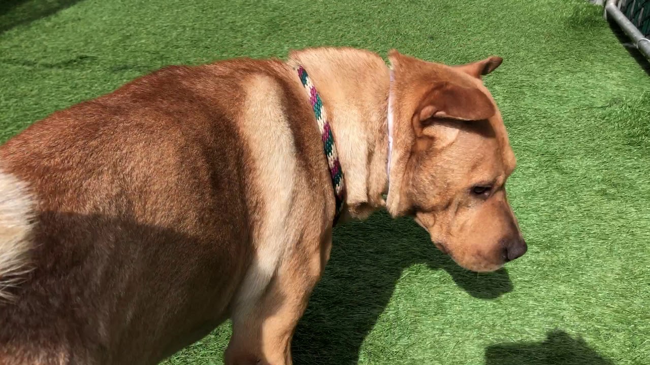 adopt cats long island Fat Nick 58480 loves his friends NYCACC